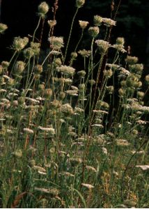 Daucus carota L. attēls