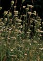 Daucus carota L. attēls