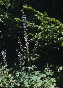 Delphinium  elatum L. attēls