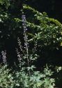 augstais gaiļpiesis attēls