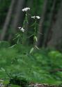 Dentaria bulbifera L. attēls