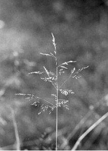 Deschampsia caespitosa (L.) P.Beauv. attēls