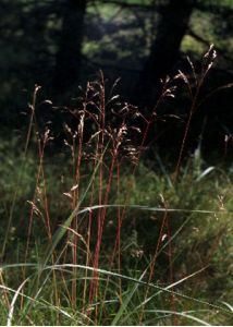 Deschampsia flexuosa (L.) Nees attēls