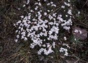 Dianthus arenarius L. attēls