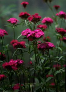 Dianthus barbatus L. attēls