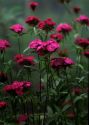 Dianthus barbatus L. attēls