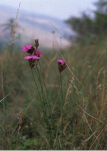 Dianthus carthusianorum L. attēls