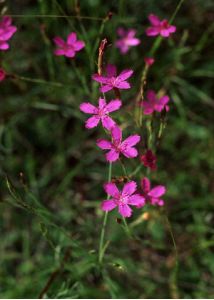 Dianthus deltoides L. attēls