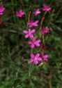 Dianthus deltoides L. attēls