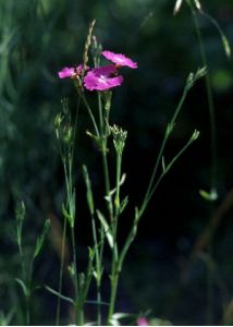 Dianthus fischeri Spreng. attēls