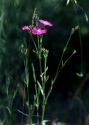 Dianthus fischeri Spreng. attēls