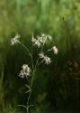 Dianthus superbus L. attēls