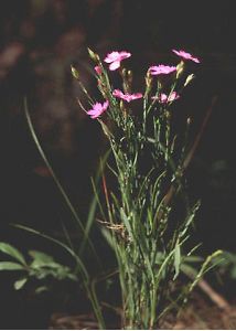 Dianthus versicolor Fisch. ex Link attēls