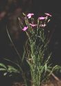 Dianthus versicolor Fisch. ex Link attēls