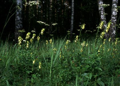 Digitalis grandiflora Mill. attēls