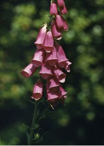 Digitalis purpurea L. attēls