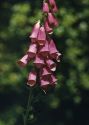 Digitalis purpurea L. attēls