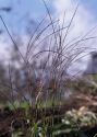 Digitaria sanguinalis (L.) Scop. attēls