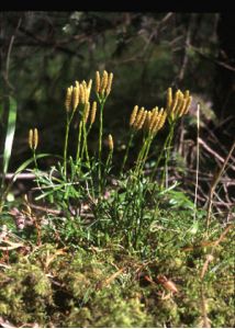 Diphasium complanatum (L.) Rothm. attēls