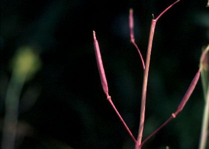 Diplotaxis tenuifolia (L.) DC. attēls