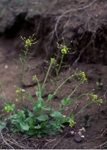 Draba nemorosa L. attēls