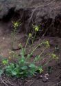 Draba nemorosa L. attēls