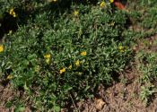 Draba sibirica (Pall.) Thell. attēls