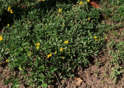 Draba sibirica (Pall.) Thell. attēls