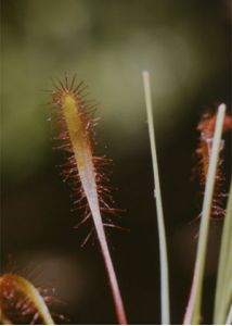 Drosera anglica Huds. attēls