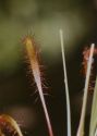 Drosera anglica Huds. attēls