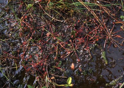 Drosera intermedia Hayne attēls