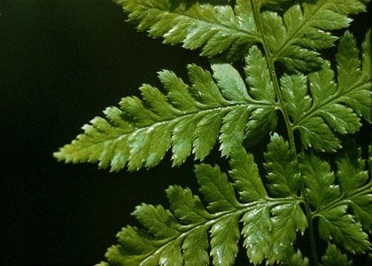 Dryopteris carthusiana (Vill.) H.P.Fuchs attēls