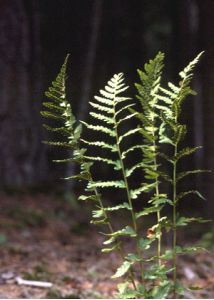 Dryopteris cristata (L.) A.Gray attēls