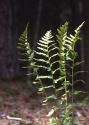 Dryopteris cristata (L.) A.Gray attēls