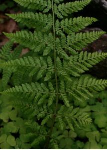 Dryopteris dilatata (Hoffm.) A.Gray attēls