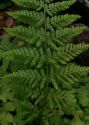 Dryopteris dilatata (Hoffm.) A.Gray attēls