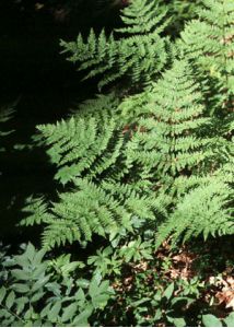 Dryopteris expansa (C. Presl) Fraser-Jenk. et Jermy attēls