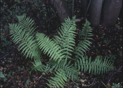 Dryopteris filix-mas (L.) Schott attēls