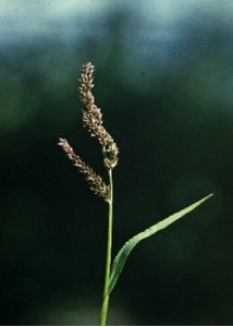 Echinochloa crusgalli (L.) P.Beauv. attēls