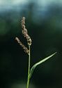 Echinochloa crusgalli (L.) P.Beauv. attēls