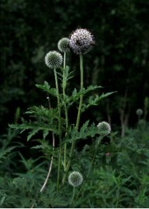 Echinops sphaerocephalus L. attēls