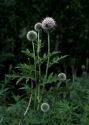 Echinops sphaerocephalus L. attēls