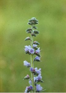 Echium vulgare L. attēls