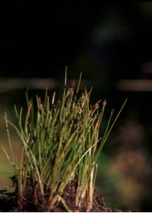 Eleocharis acicularis (L.) Roem. et Schult. attēls