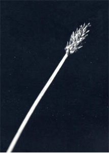Eleocharis mamillata H.Lindb. attēls