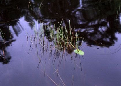 Eleocharis multicaulis (Sm.) Desv. attēls