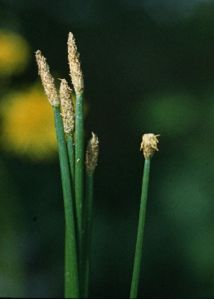 Eleocharis palustris (L.) Roem. et Schult. attēls