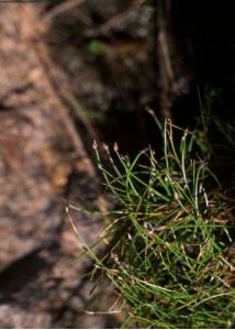 Eleocharis parvula (Roem. et Schult.) Bluff, Nees et Schauer attēls