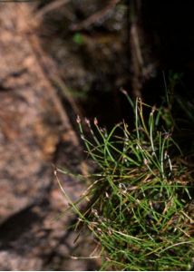 Eleocharis parvula (Roem. et Schult.) Bluff, Nees et Schauer attēls