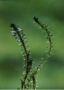 Elodea canadensis Michx. attēls